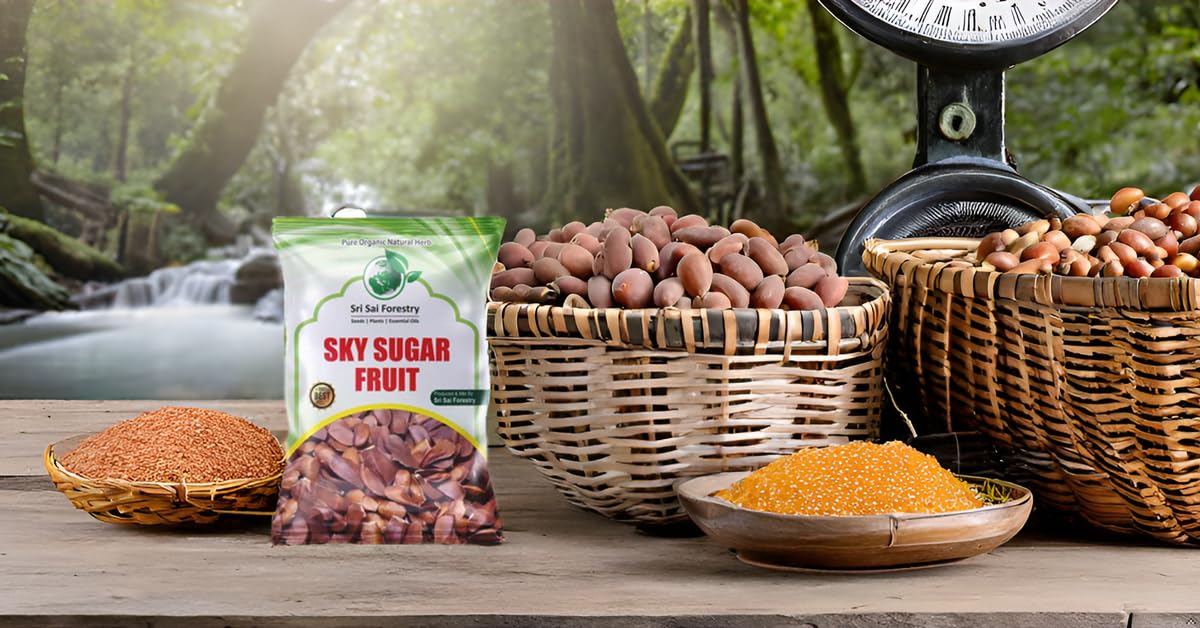 SRI SAI FORESTRY Sky Sugar Fruit - Kadwa Sugar Badam - Sugar Mahogany, 50 to 80 Unpeeled Seeds, Monthly Pack 2