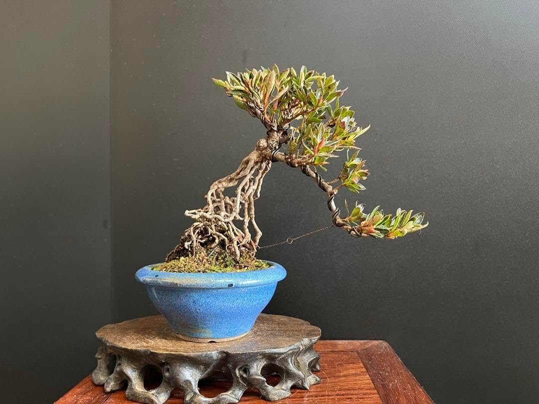 皐月（さっき）盆栽（真山）インテリア用 楽天市場】盆栽 皐月の通販