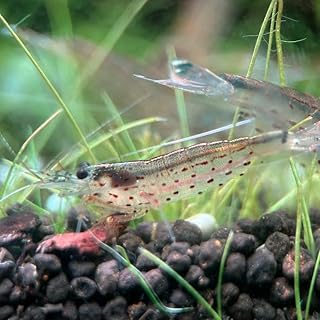 国産 ヤマトヌマエビ 5匹セット+1匹補償 雄雌のご指定不可 コケ取り生体 苔対策 水草水槽 蝦 熱帯魚 天然