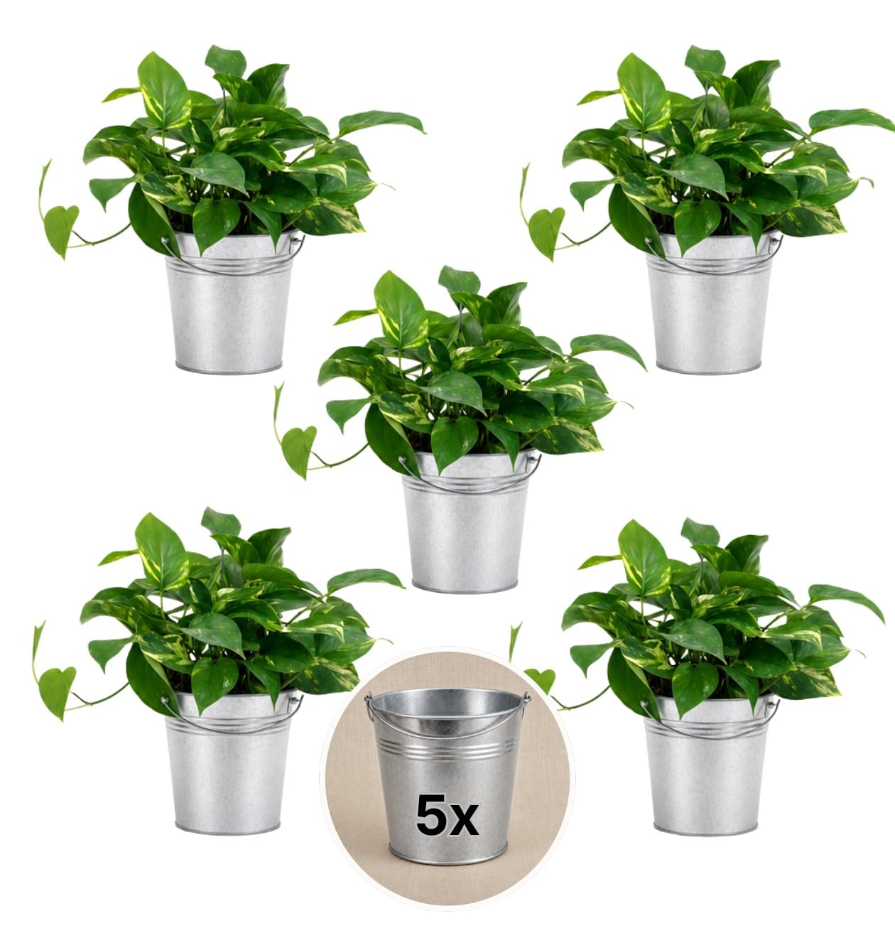 Pflanze Plus | Potos (Epipremnum aureum) | Lotto da 5 piante con vaso in zinco | Pianta da interno facile da curare