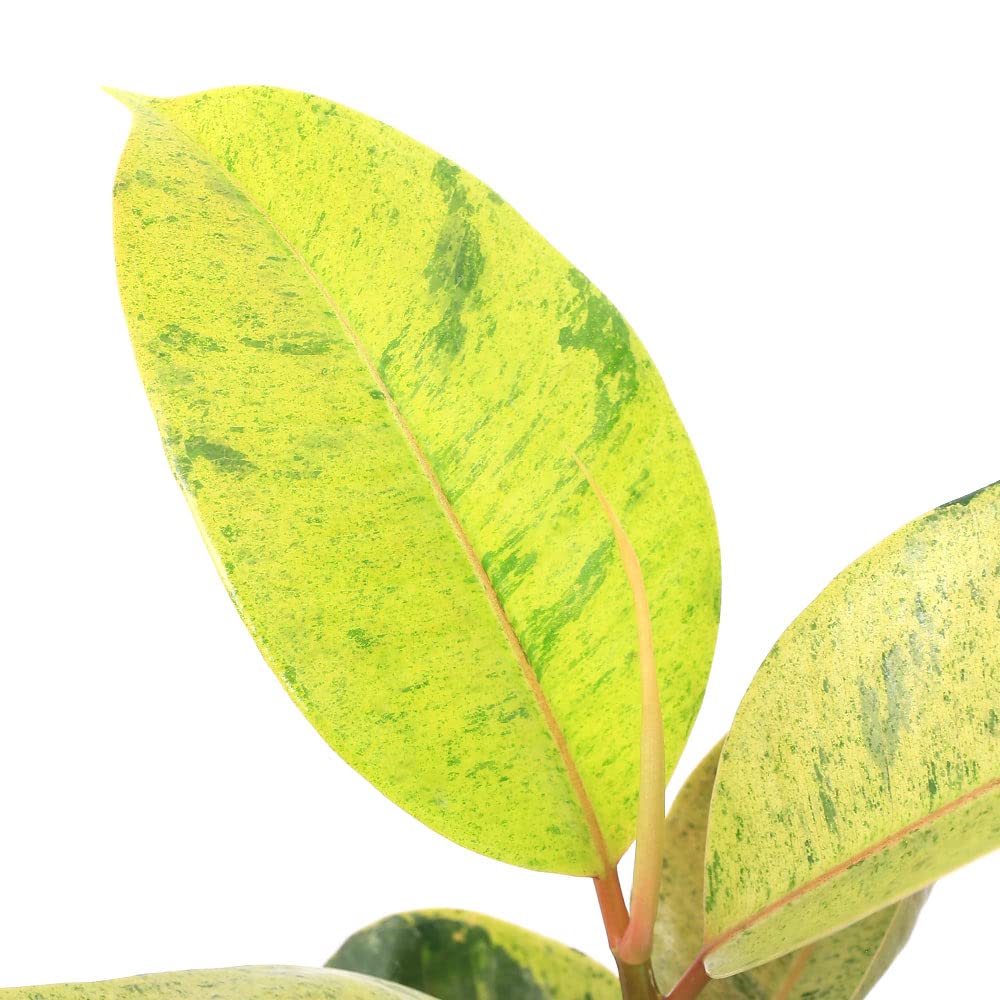 Amazon｜【charm】（観葉植物）フィカス ジン 3号（1鉢） 北海道冬季