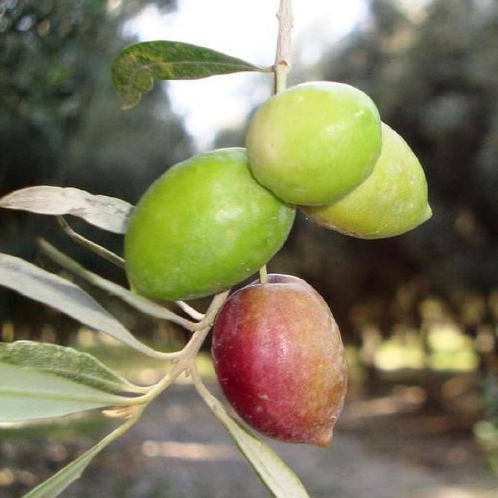 Thai All Season Sweet Olive plant (Air Layered) "Thailand Variety"(Fruit After 1 Year) (B0BSFNDHPZ) Amazon Price History, Amazon Price Tracker