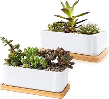 Amazon Co Jp Fenalo 多肉植木鉢 2点セット サボテン 鉢 プランター 陶器鉢 北欧 ホワイト多肉植物鉢 ミニ植物容器 おしゃれ シンプルなデザイン 竹製トレイ付き 底穴あり 白 長方形x2 Diy 工具 ガーデン