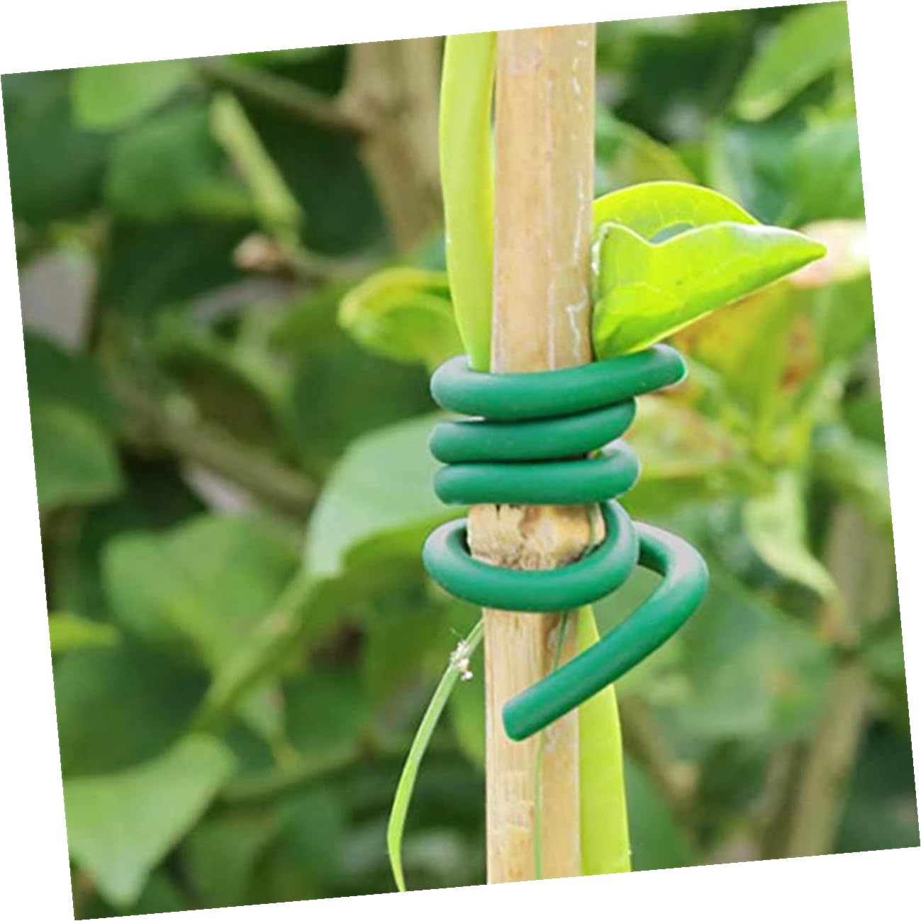 Levemolo Attaches de Jardinage Vertes pour Plantes et Fleurs, 2 Rouleaux en TPR et Fer, Cravates Réutilisables pour Fixation Sécurisée des Arbustes et Fleurs