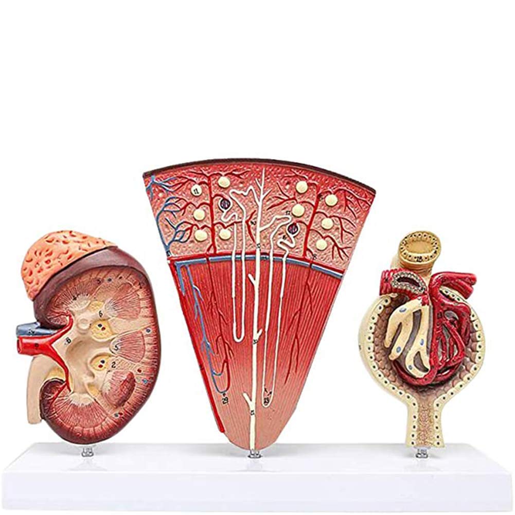 Sjdopulse Kidney Model - Human Organ Anatomical Kidney Model - With Nephron Glomerular Urinary System Medical Model - For Medical Educational Training Aid