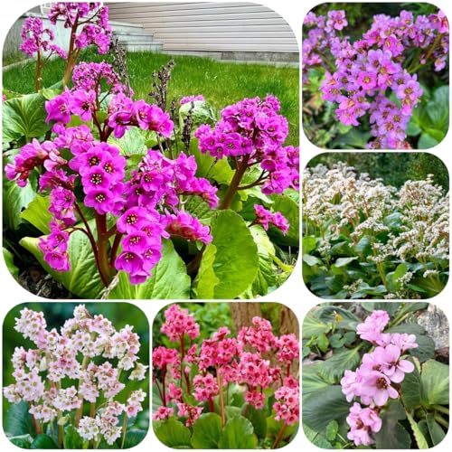 semillas de bergenia - bergenia cordifolia - silvestres, cobertura del suelo resistentes medicinales, 125pcs