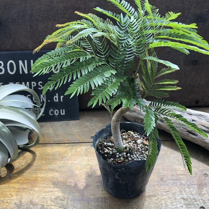 Amazon.co.jp: 曲がり木 エバーフレッシュ 観葉植物 インテリア : DIY