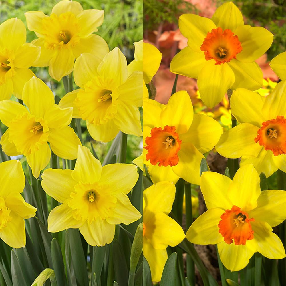 25 Small-Cupped Daffodil Bulbs – Spring Blooming Perennials with Bright Yellow Petals and Orange Centres – Cultivated for UK Gardens and Climate Conditions