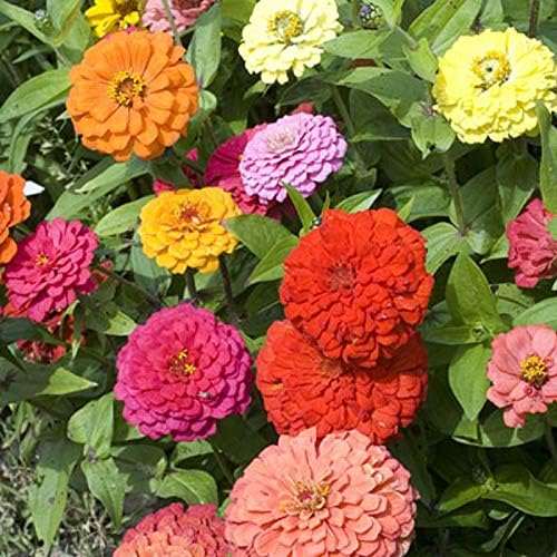Zinnia California Giant Flower Seeds, Bulk Pack 8 Oz