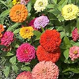 Zinnia Seeds, California Giants, 1 Ounce, 3000+ Seeds