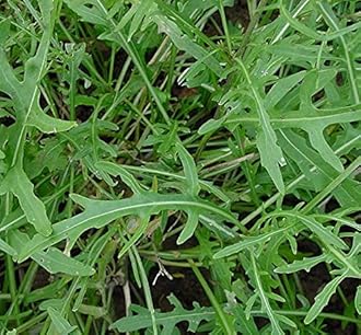 Salad Rocket Herb Seed F1 Hybrid Pack For Home Garden Planting And Gardening (Pack Of 1 Paket) (Rocket).