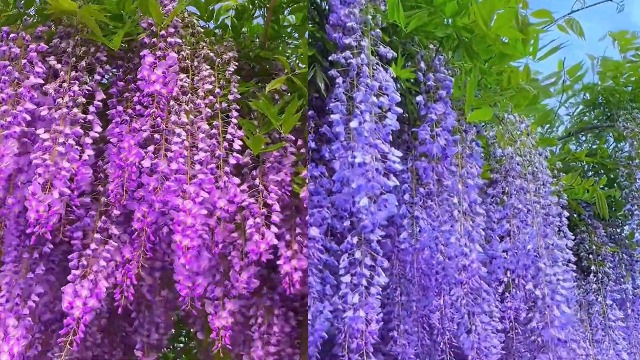 Amazon.com : Purple Wisteria Tree, 6-12 Inch Tall | Moderate