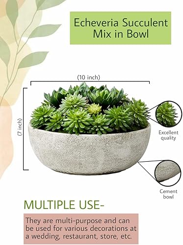 Miniatura 6 de Serene Spaces Living Echeveria - Mezcla de suculentas en tazón, perfecta para bodas y decoración del hogar, suculenta de aspecto real para