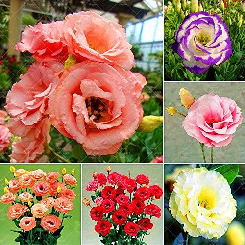 Seeds- 100 Pieces Eustoma Lisianthus Seeds Flower Seeds Bonsai Rare Perennial Hardy for Garden Balcony/Patio (A)