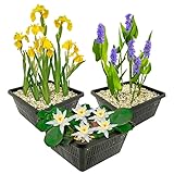 S VD VELDE WATERPLANTEN