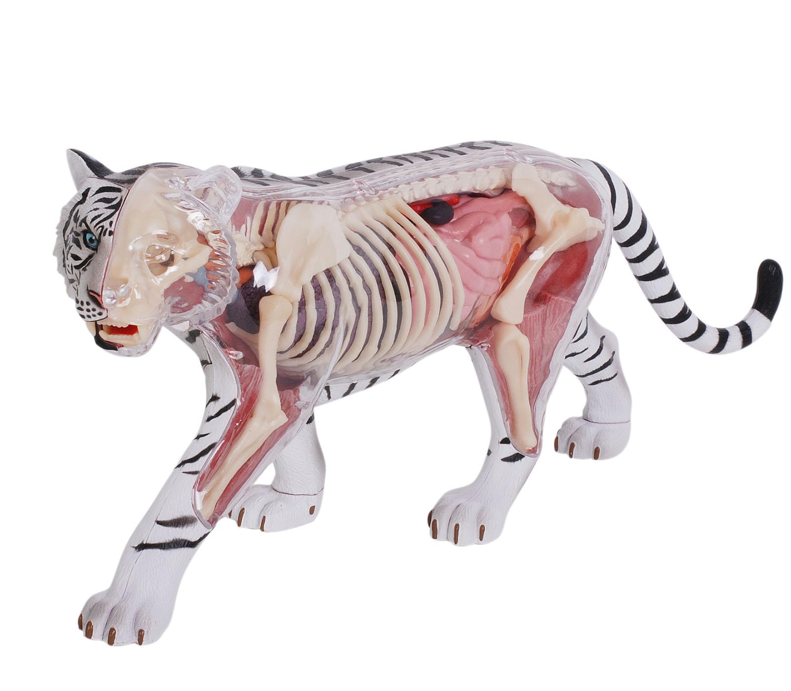 Model anatomiczny tygrysa 4D Vision z 28 w pełni odłączalnymi organami i częściami ciała, trójwymiarowy model anatomiczny białego tygrysa, model okazu szkieletu