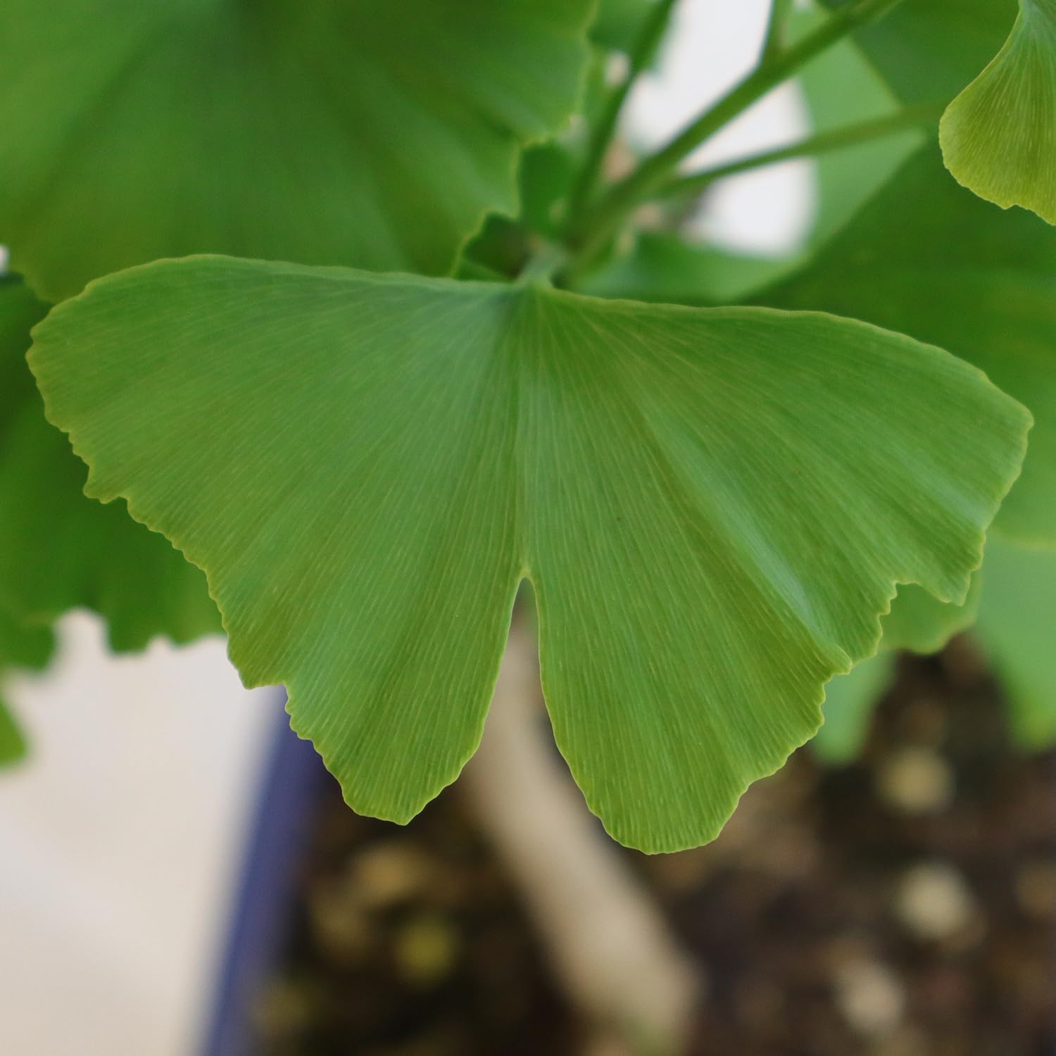 KENTIS - Bonsái Ginkgo Biloba - Auténticas Plantas Decorativas de Exterior - Altura 28-42 cm Maceta de Cerámica Ø 19 cm