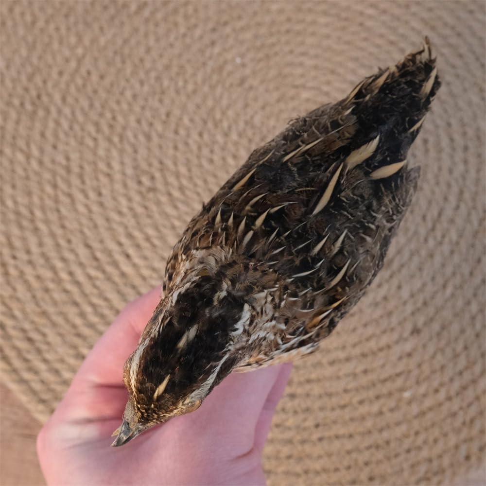 Genuine Quail Specimen Taxidermy - Real Bird for Dark Academia Decor, Oddity Collection, Science Classroom Study - Ethically Sourced Animal Mount(1pc)
