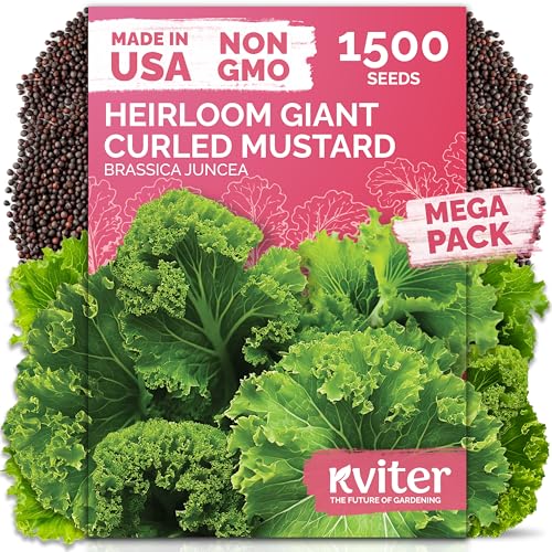 KVITER 1500 Southern Giant Curly Mustard Seeds (Brassica juncea) – Non GMO Heirloom Fast Growing Mustard Seed Packets – Vegetable Seeds for Planting Leafy Greens for Home Garden Spring & Fall Planting