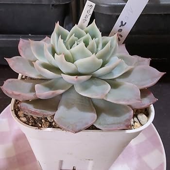Amazon.co.jp: 多肉植物ヤ即3 エケベリア カリビアンブルー 204