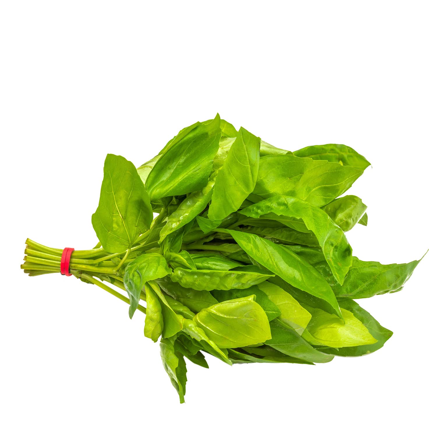 Basil Leaves Holland