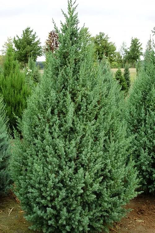 Juniperus communis Plant (B0BSXQZGP1) Amazon Price History, Amazon Price Tracker