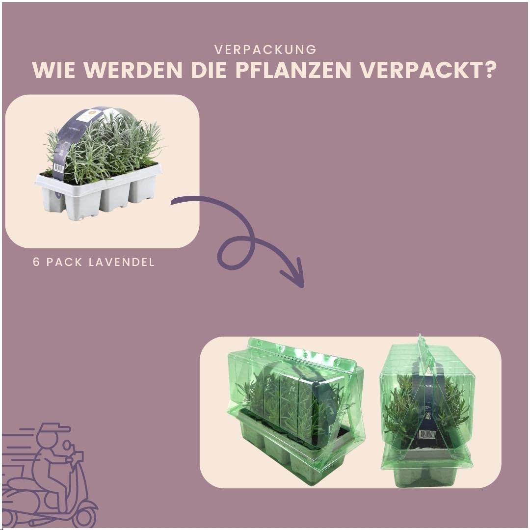 Plants by Frank | 24 Blauer Duft-Lavendel Pflanzen | Lavendel Angustifolia | Echter Lavendel Pflanze Winterhart Mehrjährig | Lavendelstrauch | Gartenpflanzen | 24 x Ø7 cm - 15 cm