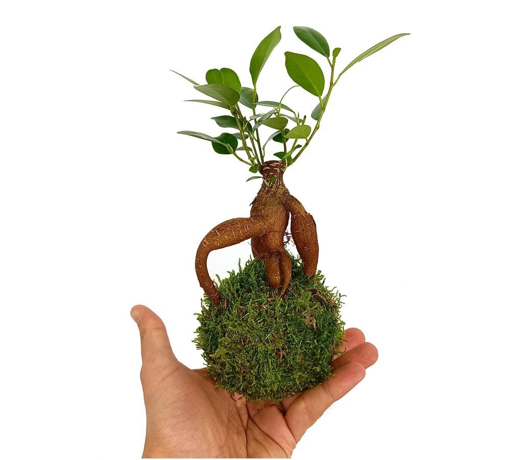 Garden Center shop | Kokedama Micro Ficus Ginseng 10 cm | Bonsái sin maceta – regalo zen y decoración de interior | Planta natural minimalista