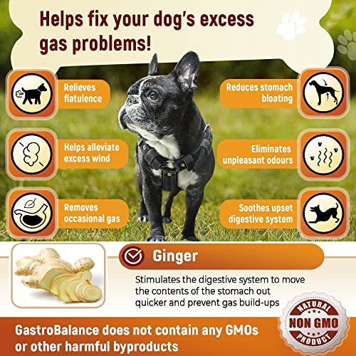 GastroBalance Hund blähungen – 60 weichen kausnacks gegen blähungen Hund 100% natürliche wirkstoffe (Bacon-Geschmack)