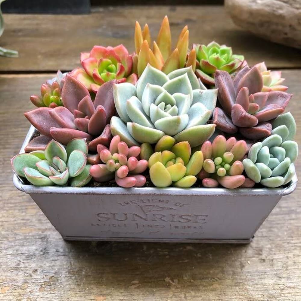 多肉植物寄せ植え ビッグサイズ確認用 【公式通販】