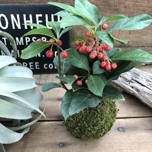 Ԃ̑ۋ Ԃ N  a ۋ ϗtA CeA  蕨 Mtg v[g