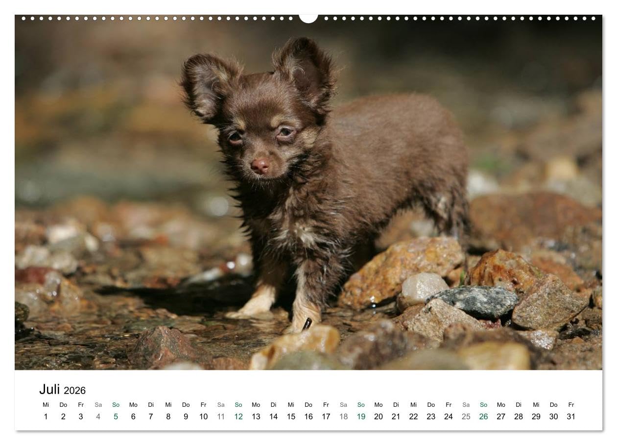 Chihuahuas - kleine Herzensbrecher (hochwertiger Premium Wandkalender 2026 DIN A2 quer), Kunstdruck in Hochglanz: Wunderschöne Outdoor Fotos der kleinen Hunderasse (CALVENDO Tiere)