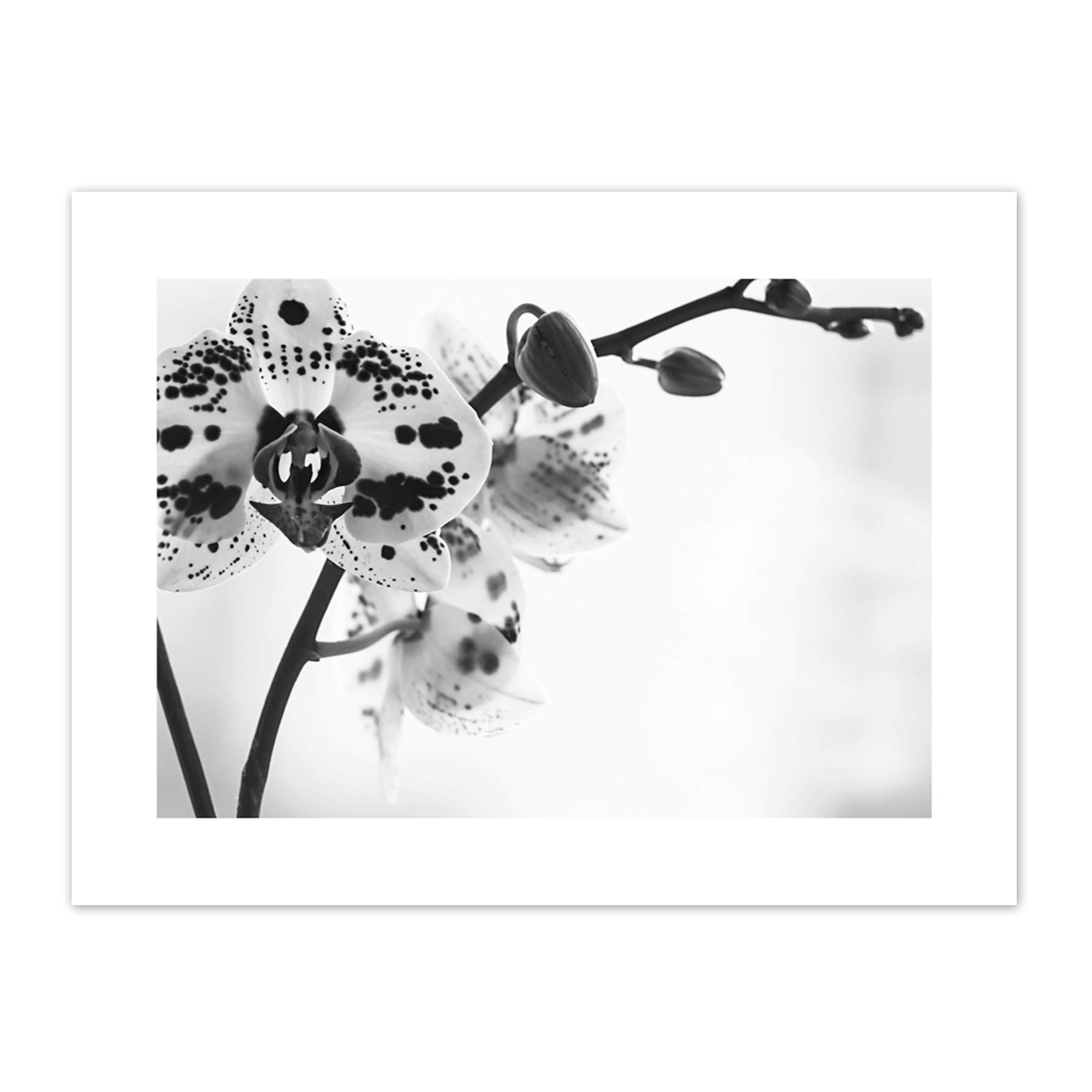 Wee Blue Coo Spotted Orchid Photograph Art Print Canvas Premium Wall Decor Poster