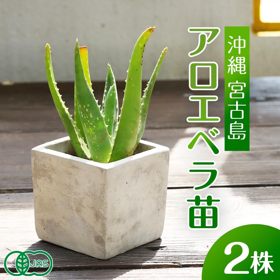 Amazon.co.jp: アロエベラ 苗【2株】観葉植物 食用可｜Aloe vera Plant