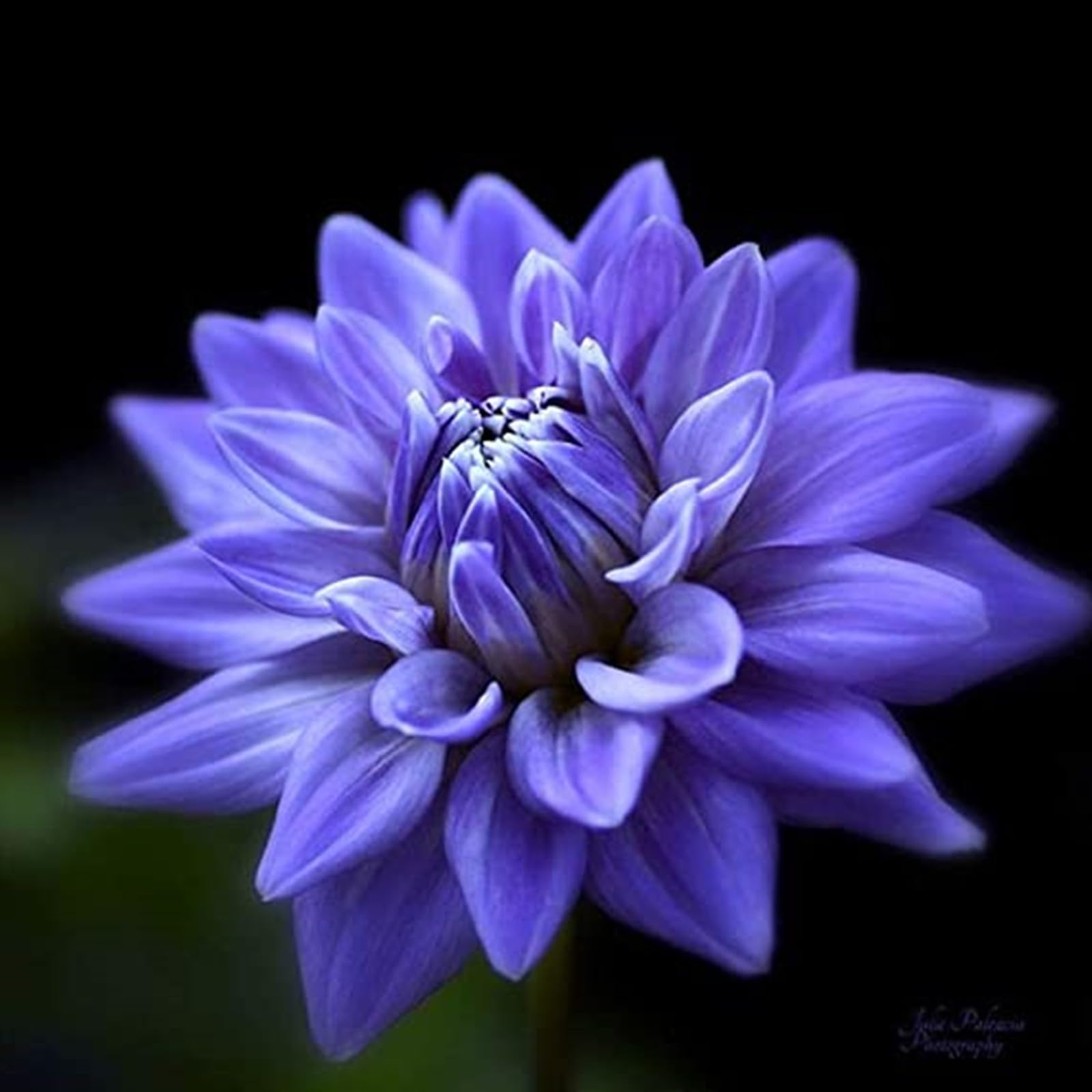 Dahlia Bulbs Mix for Planting Now UK,Hardy Perennial,Strong Plants That Grow Well,Dahlia Tubers Bulk,Flowering Rhizome,Gift Ready,Iridescent,Wedding Flowers,Cut Flowers.-4bulbs-A