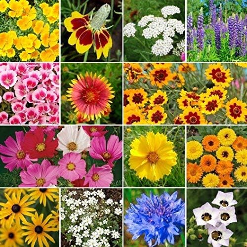 Non GMO Bulk Hummingbird/Butterfly Wildflower Seed Mix (5 lbs)
