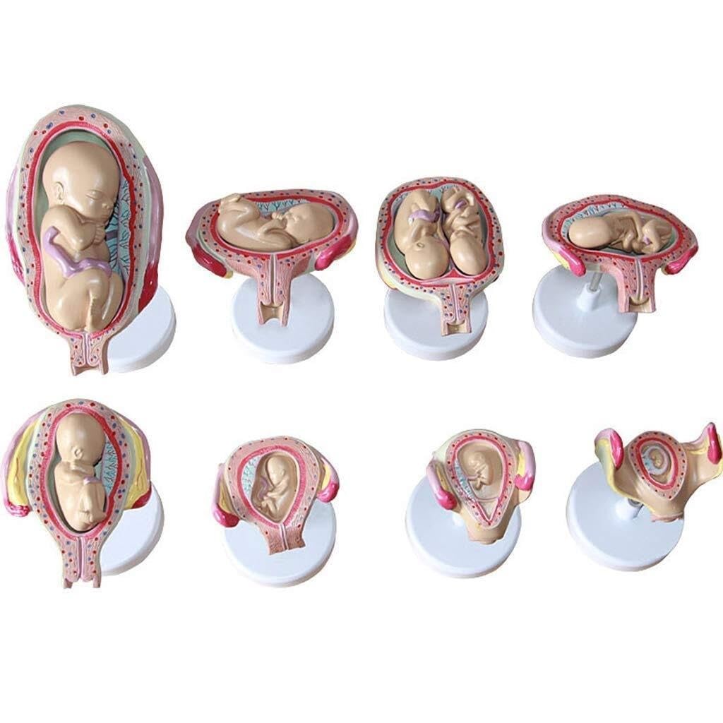 HEQIM Fetal Development Process Model Set, Medical Model Scientific Human Anatomy, Human Anatomy Model, Pregnancy Development Process Model, Medical Teaching Tool Toy