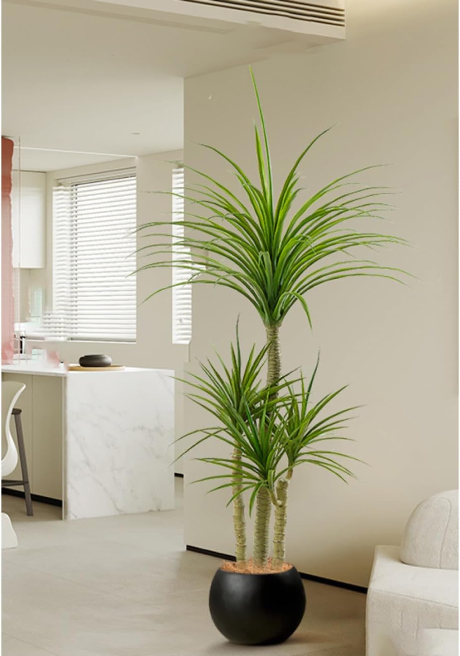 エケベリア ⭐️ホーリンゼ逆交配⭐️ 希少 美品 実生、幼苗発根済み