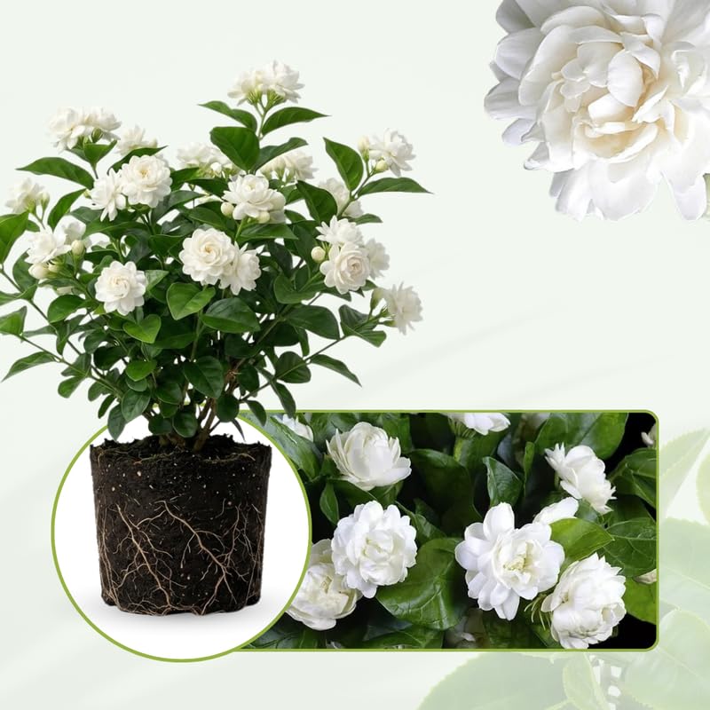 2 Duke of Tuscany Jasmine Plants 4–8 Inch, Live Fragrant Jasmine Flowering Vine, Sweet Scented Blooms, Easy Care Indoor or Outdoor