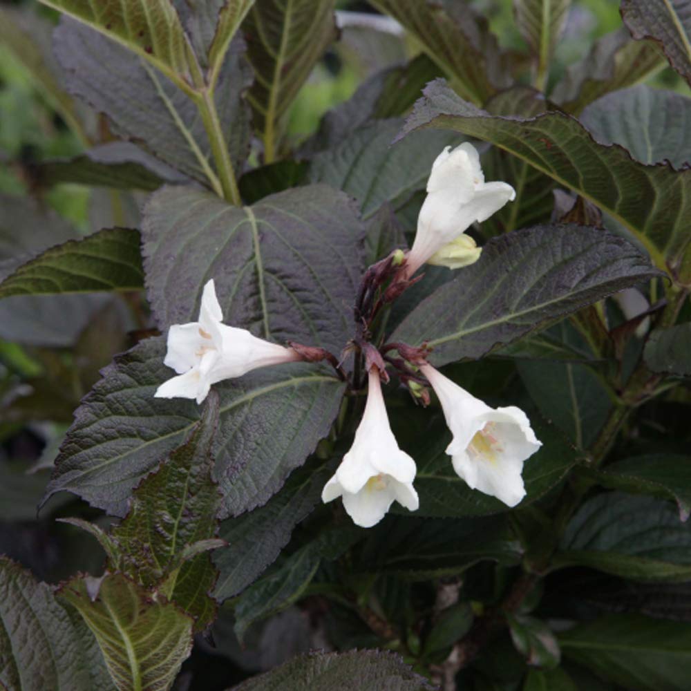 Thompson & Morgan Hardy Perennial Weigela ‘Ebony and Ivory, Flowering Shrub, Potted Garden Plants Ideal for Cottage Gardens, Patio and Containers (1 x 3.6 Litre Pot)