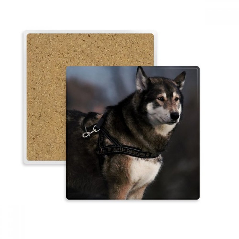 Fini les taches de tasse sur vos tables grâce au coaster Husky en pierre absorbante