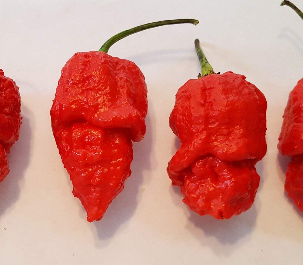 Golden Hills Farm Hot Chilli Pepper Apocalypse Scorpion Pepper Seeds Pack 100 seeds (B07P3MNQ3T) Amazon Price History, Amazon Price Tracker