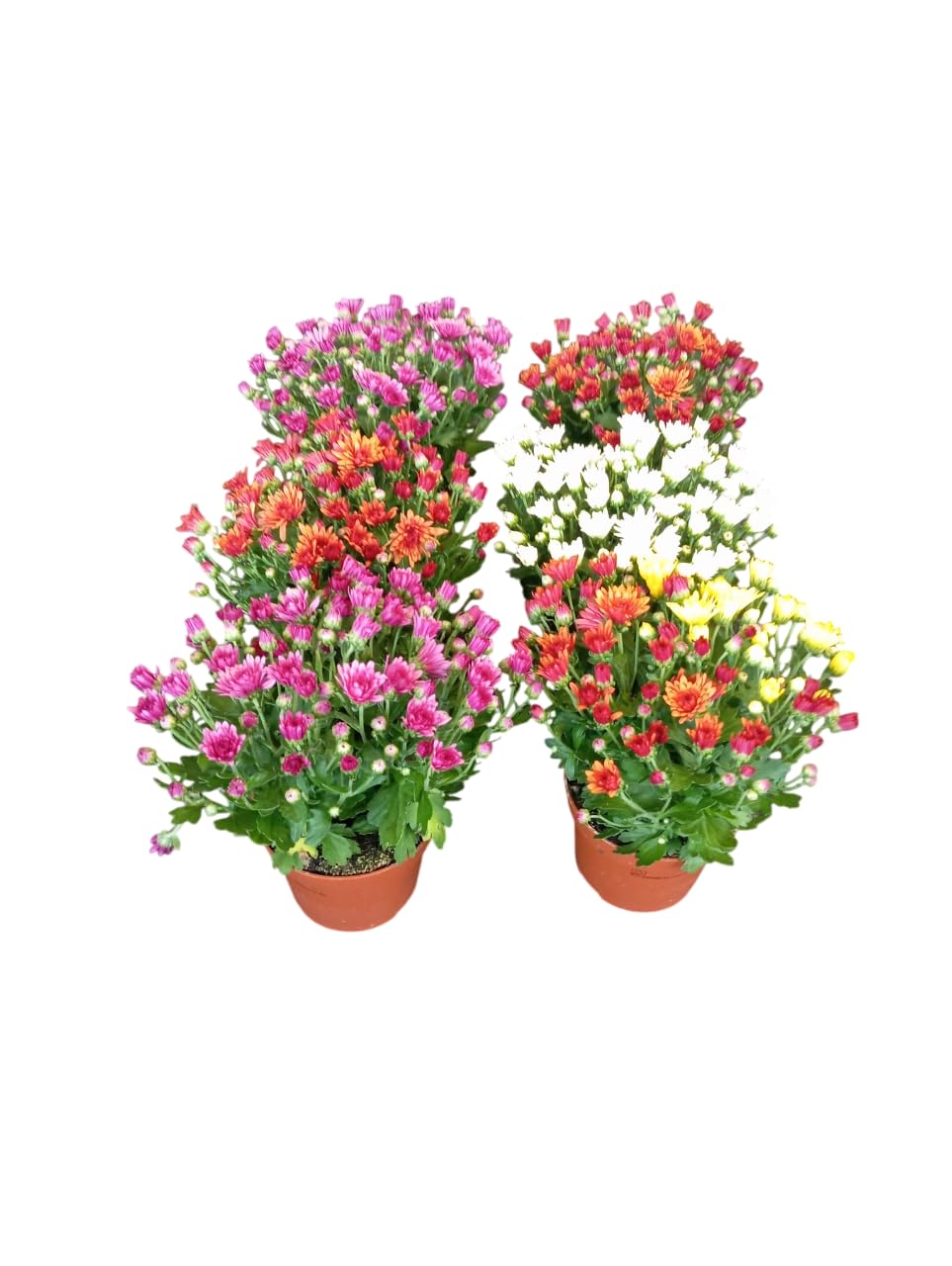 Lote de 6 Crisantemos Naturales Plantas Vivas con Flor para Decoración Exterior