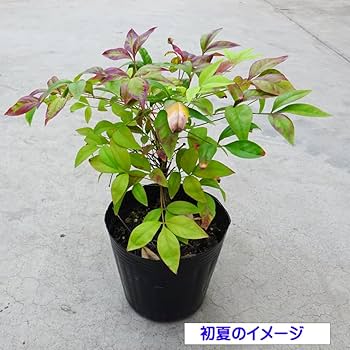 Amazon.co.jp: オタフクナンテン 苗木 3寸 2株 : 本