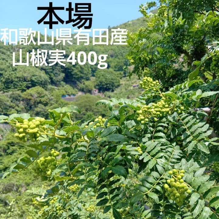 Amazon.co.jp: 山椒実 400g 和歌山県有田産 : 食品・飲料・お酒