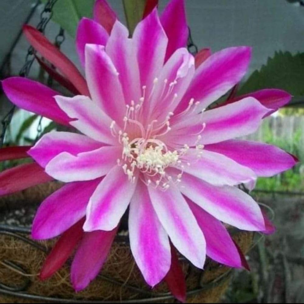 50+ Seeds- Brahma Kamal Flower Plant Seeds (Queen Of the Night) Saussurea Obvallata (B0D4DZZ65P) Amazon Price History, Amazon Price Tracker
