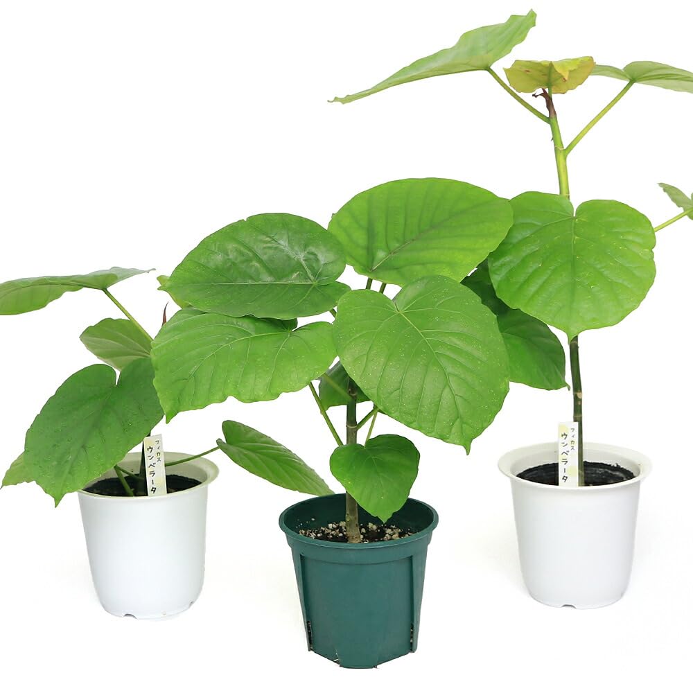 Amazon｜（観葉植物）フィカス ウンベラータ 4号（1鉢） 北海道冬季
