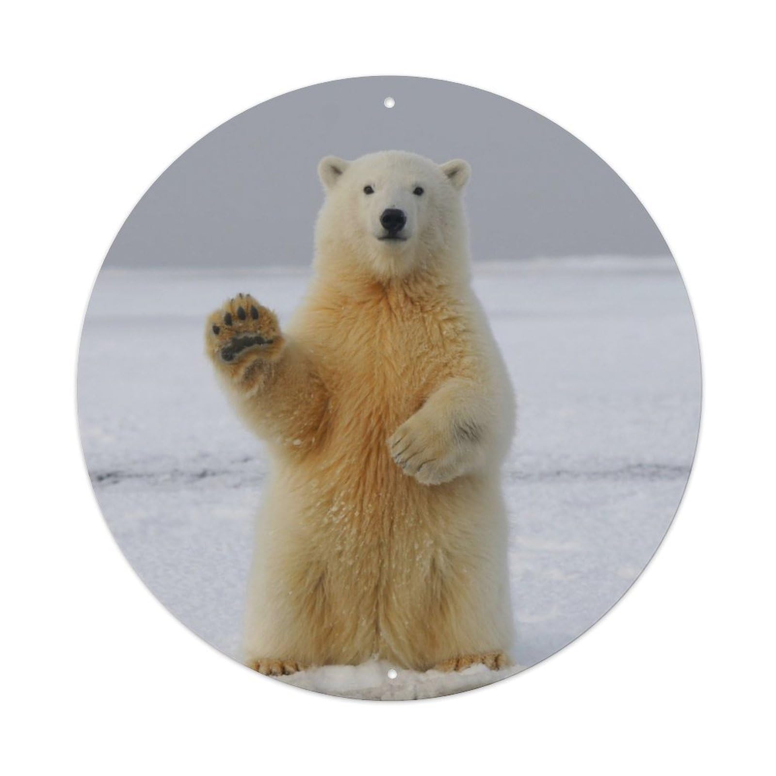 Funny Animal Poster Polar Bear Greeting Metal Tin Sign