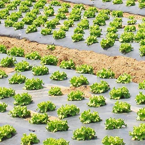 Buy AgriRich 4ft x 400m Mulching Paper Plastic Sheet for Agriculture, 25 Micron Polythene