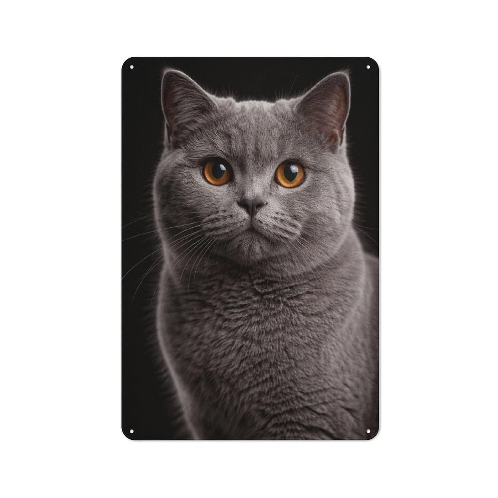 Understated British Shorthair Cat Portrait Metal Wall Plaque 30x20cm, Creative Space Decor for Office, Study, Studio Or Hallway